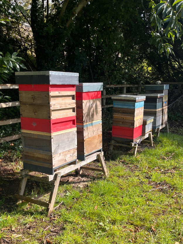 multiple beehives in a row The Snowdonia Honey Co.