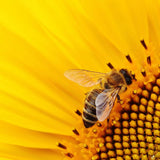 Bee on a yellow flower | The Snowdonia Honey Co.