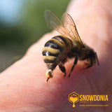 Can-Honey-Bees-Sting The Snowdonia Honey Co.