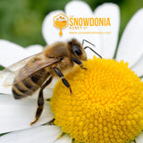 bee on a flower collecting pollen