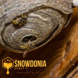 When-Do-Wasps-Die The Snowdonia Honey Co.