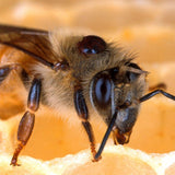 Close-up of a honeybee on honeycomb, showcasing its features and importance in beekeeping.