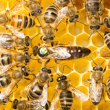 How The Queen Bee Controls the Hive - The Snowdonia Honey Co.