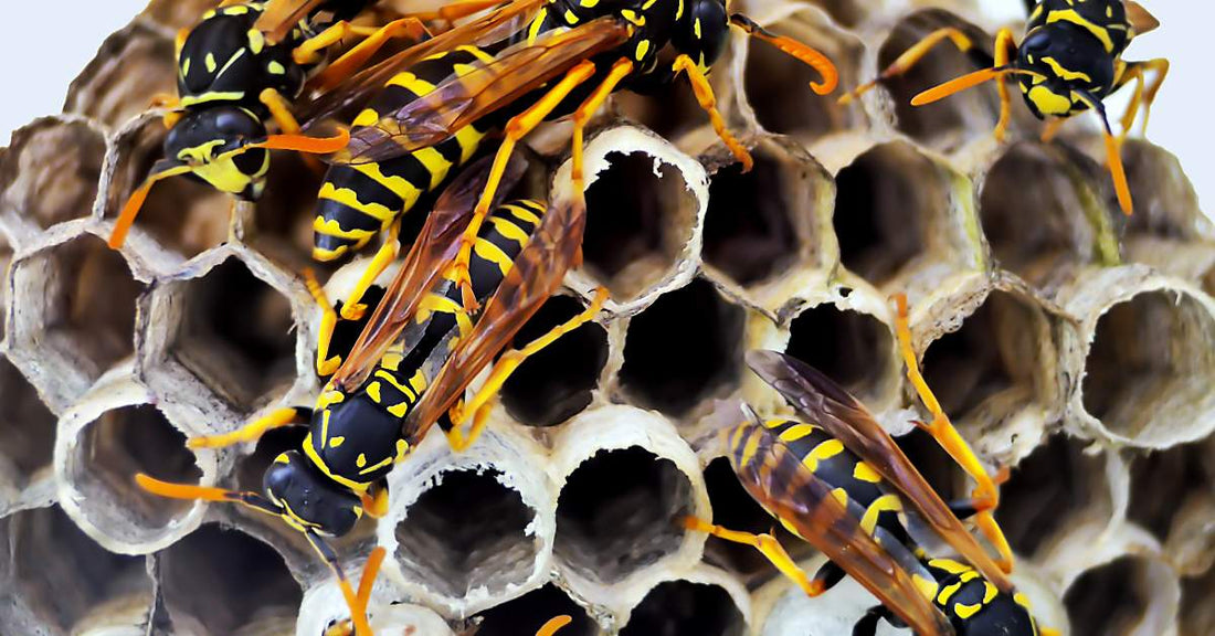 How to Keep Bees and Wasps Away from Your Home: Effective Tips and Tricks - The Snowdonia Honey Co.