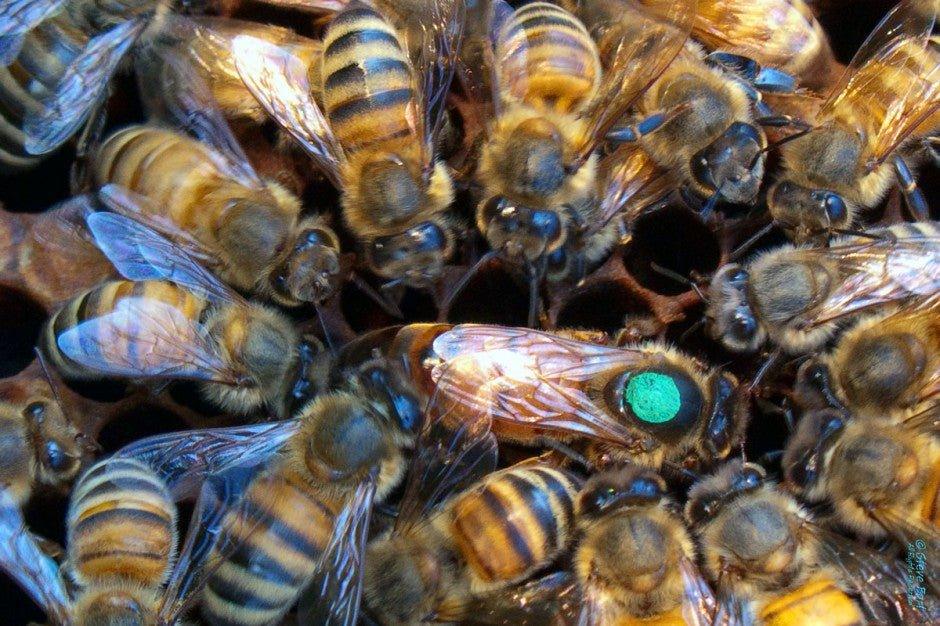 Meet the Queen Bee: An Introduction to the Leader of the Hive - The Snowdonia Honey Co.