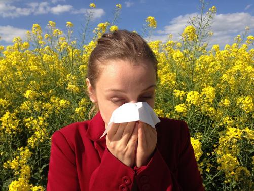 A woman in a red jumper with a background of yellow oilseed flowers, she is sneezing into a hankerchief tissue. Nature's Antidote: How Honey Can Alleviate Your Hayfever Misery - The Snowdonia Honey Co.