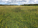 Lush green field in Snowdonia, dotted with vibrant yellow wildflowers under a cloudy sky.