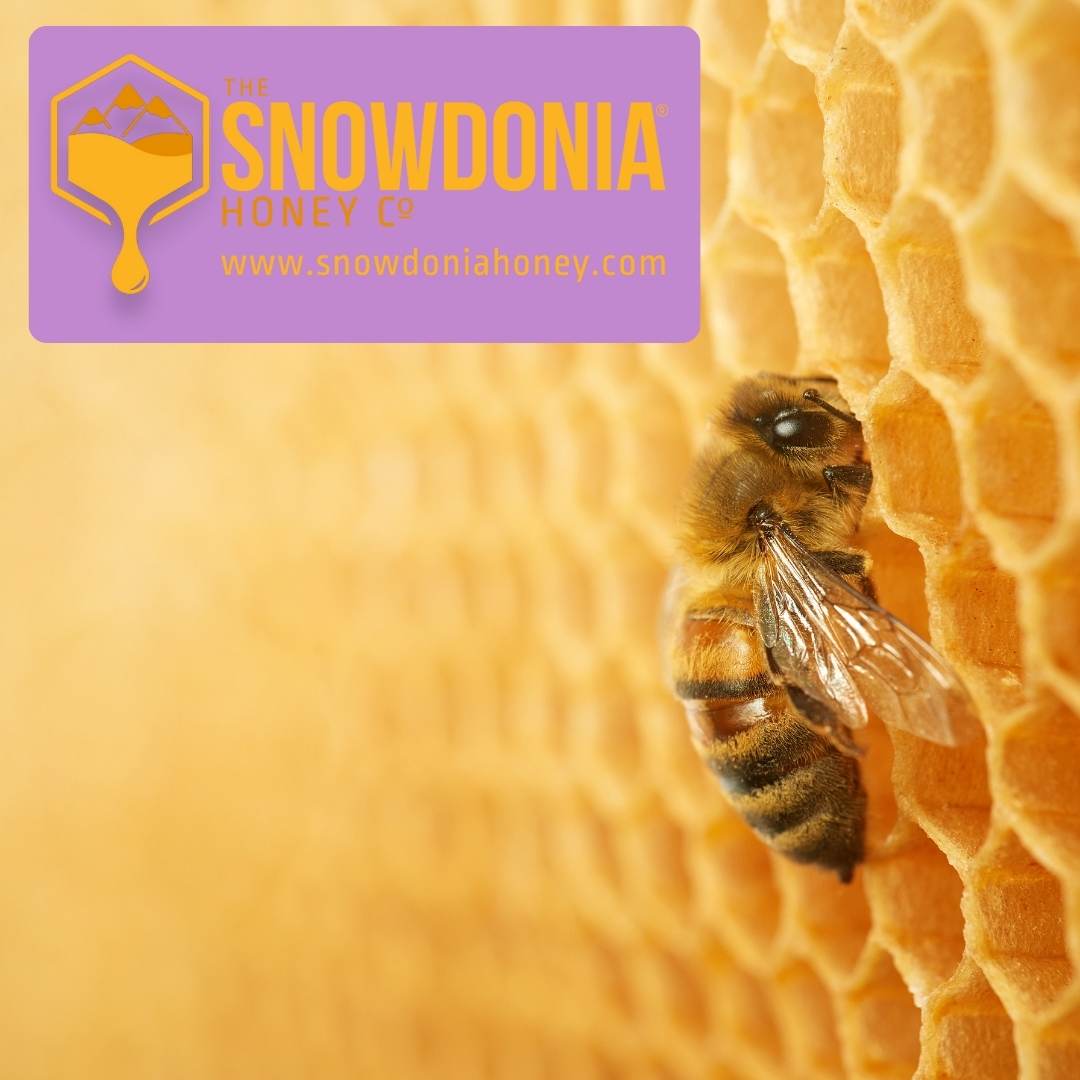 a bee making wax comb with a logo for the snowdonia honey co in the top left hand corner in purple