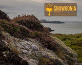 Welsh Heather Honey: A Delicious and Nutritious Treat from the Hills - The Snowdonia Honey Co.