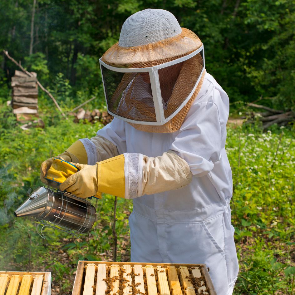 Welsh Wildflower Honey vs Regular Honey: What's the Difference? - The Snowdonia Honey Co.