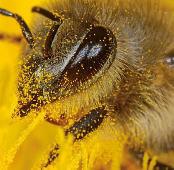What Do Bees Do with Pollen: A Comprehensive Guide - The Snowdonia Honey Co.