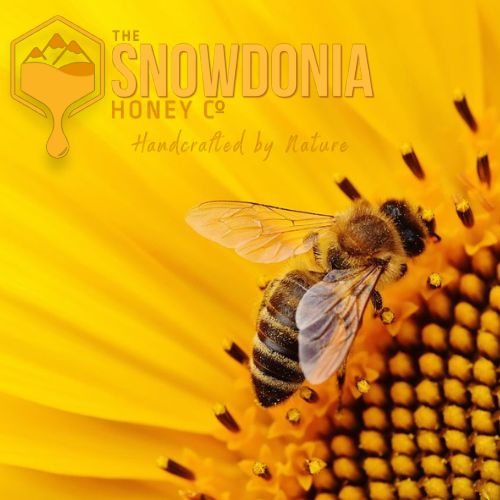 Why Are Bees Important? And What Can We Do to Help Them? - The Snowdonia Honey Co.